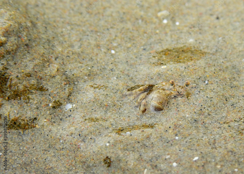 Ghost crab ( Ocypode ceratophthalmus ) hide in the sand beach at the sea Ghost crab ( Ocypode ceratophthalmus ) hide in the sand beach at the sea