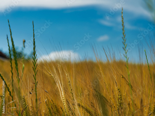 Wheat field in thuringia at summer abstract