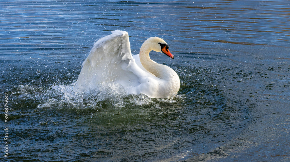 Fototapeta premium Schwan