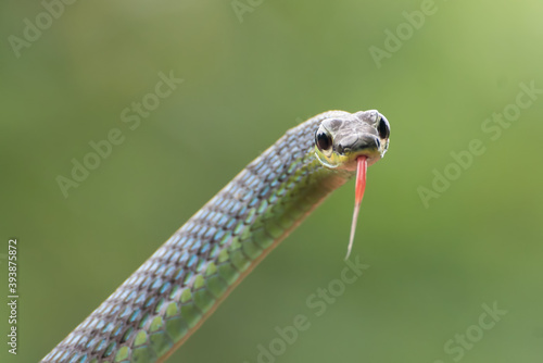 The beautiful bronzeback tree snake(Dendrelaphis formosus) on tree branch