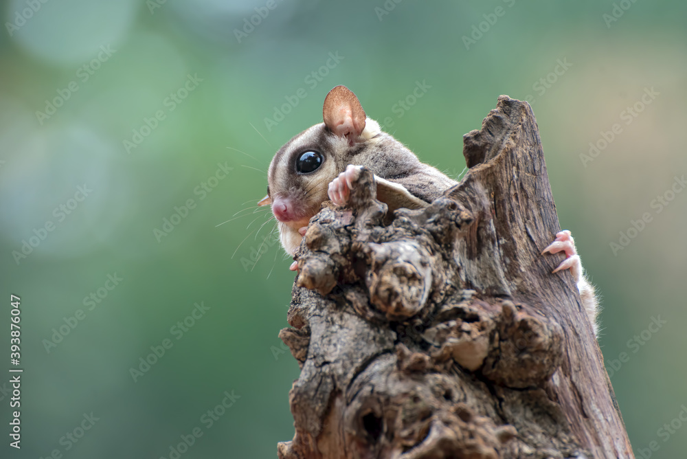 Sugar glider ( Petaurus breviceps ) on tree branch Sugar glider ( Petaurus breviceps ) on tree branch