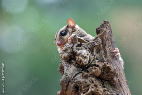 Sugar glider   Petaurus breviceps   on tree branch