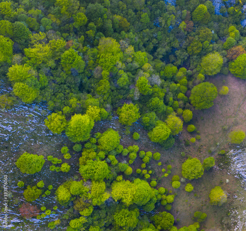 Beech forest in springtime, Cerredo Mountain, Montaña Oriental Costera, Castro Urdiales Municipality, Cantabrian Sea, Cantabria, Spain, Europe