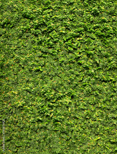 Foto green creeper of bush on wall background, Creeping Fig ( Ficus pumila L