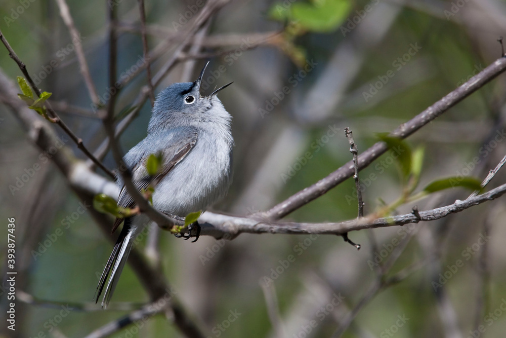 Blue-gray Gnatcatcher, Polioptila caerulea, perched on branch Blue-gray Gnatcatcher, Polioptila caerulea, perched on branch