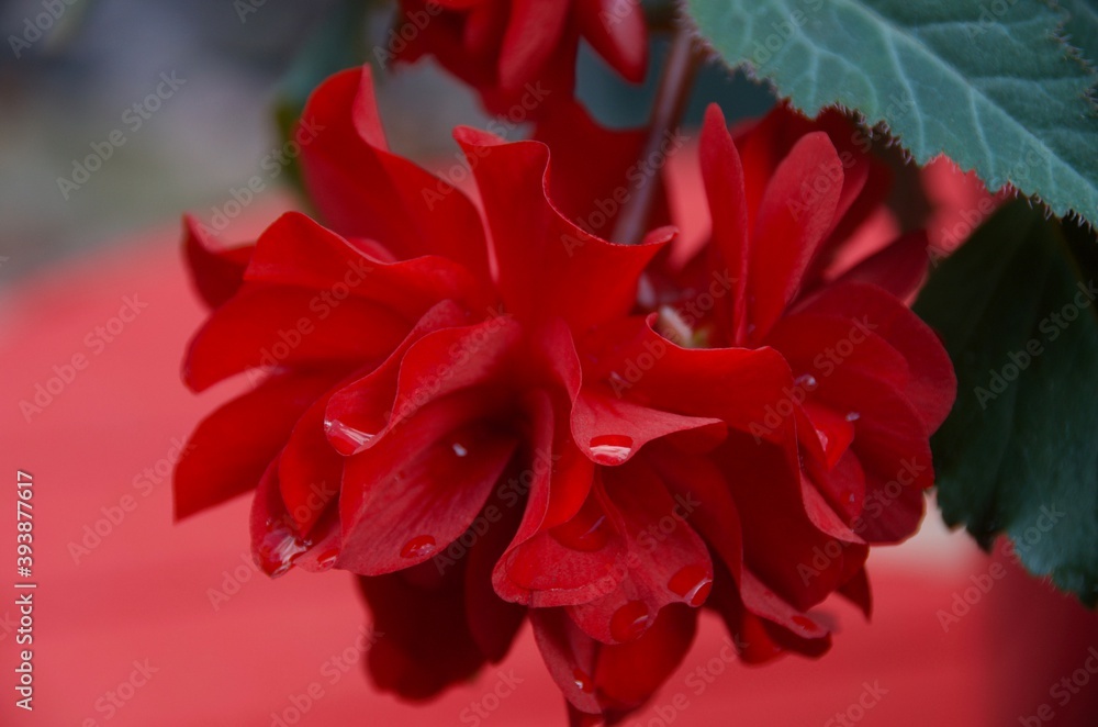 closeup of red flowers with dew closeup of red flowers with dew