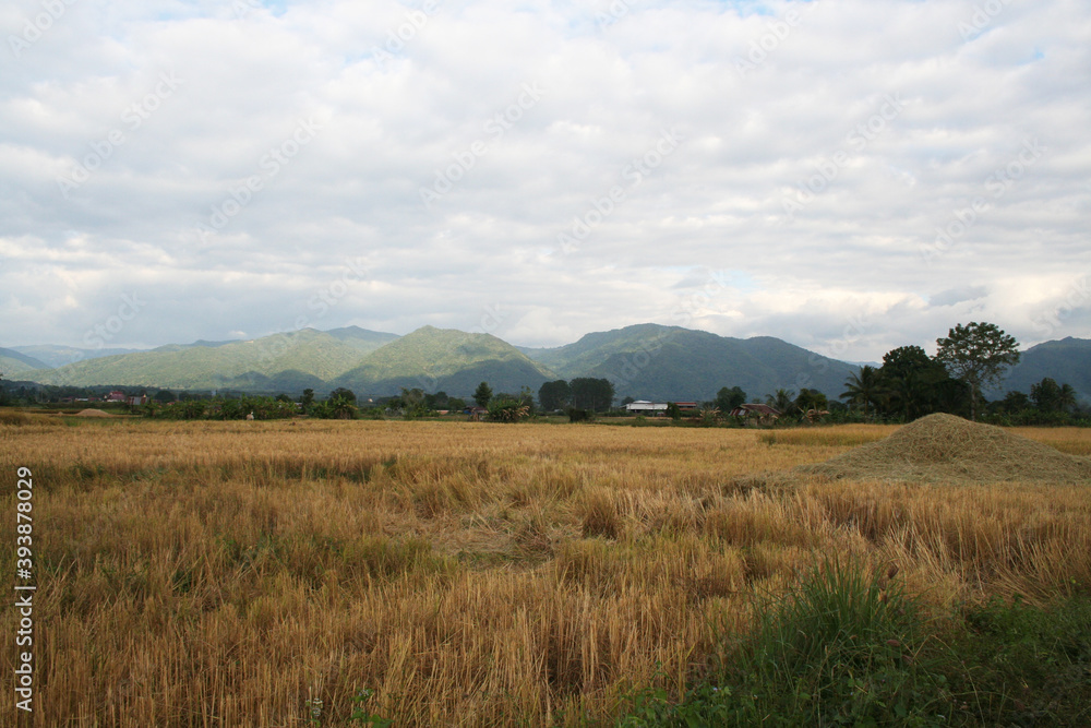 Gold coloured rice field in the north of Thai. Gold coloured rice field in the north of Thai.