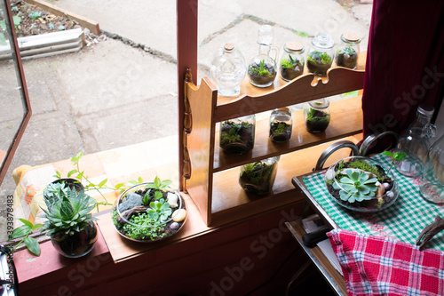 indoor plants