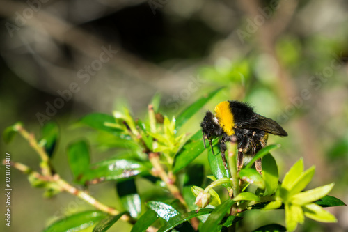 bee on a flower