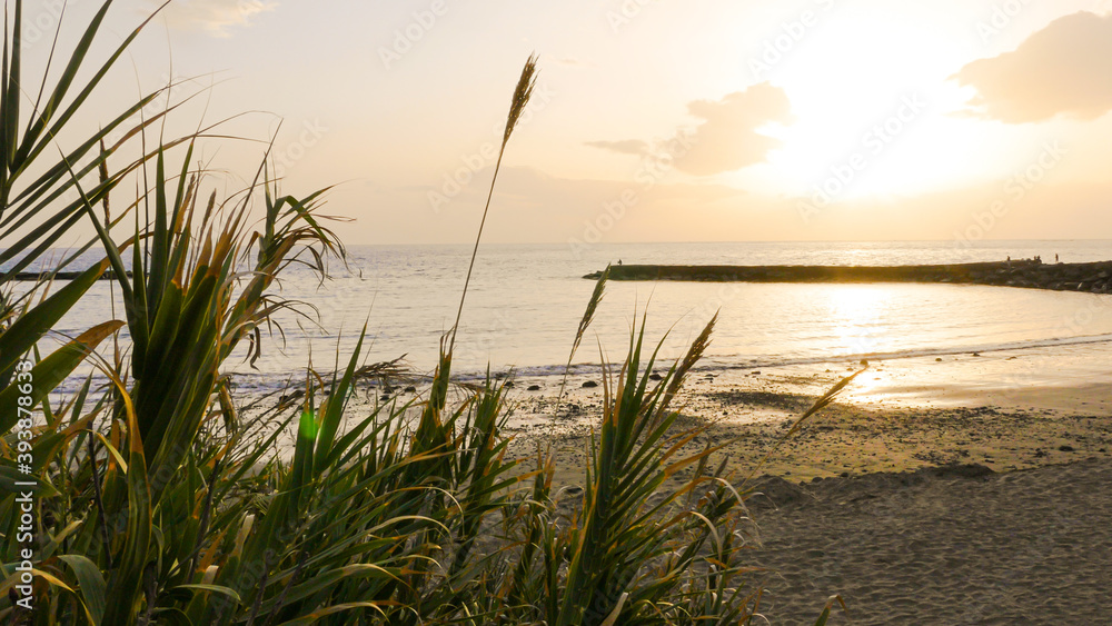 Beach at Sunset with Plants in Foreground Beach at Sunset with Plants in Foreground