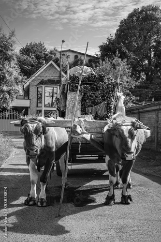 horse and carriage