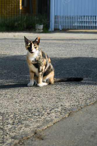 cat on the street