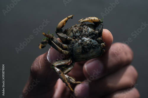 hand holding a crab