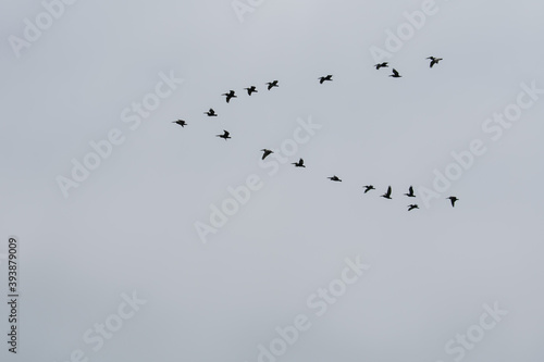 birds in flight