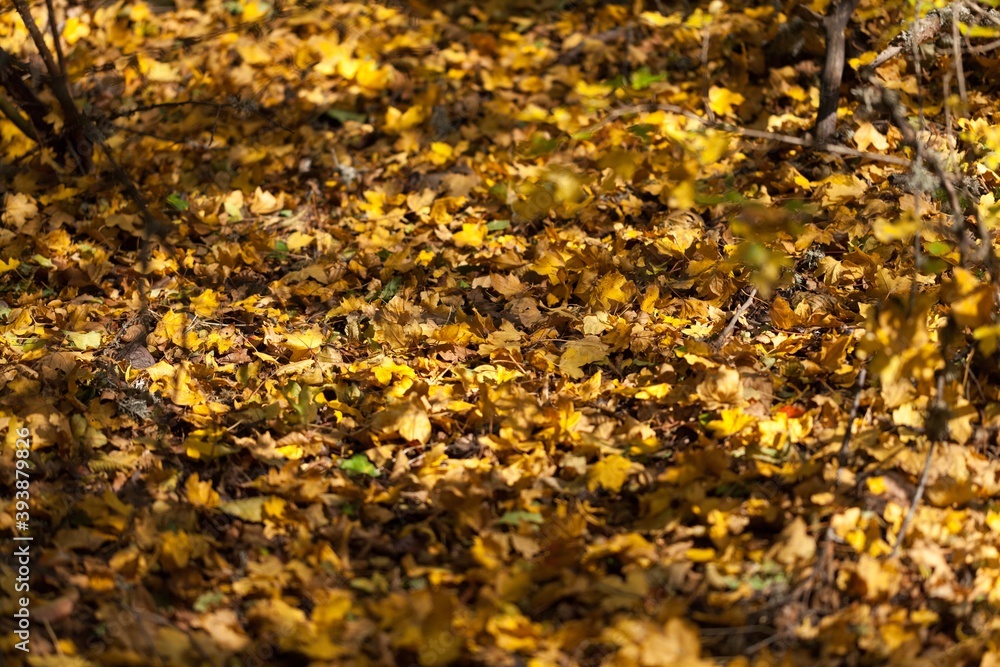 Autumn. Autumn.