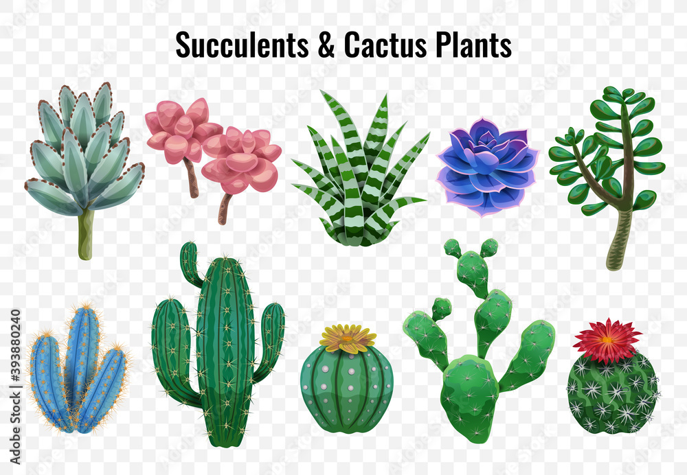 Succulent Cactus Plants Set Succulent Cactus Plants Set