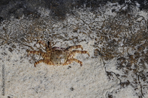 Crab in Thailand  sea crab