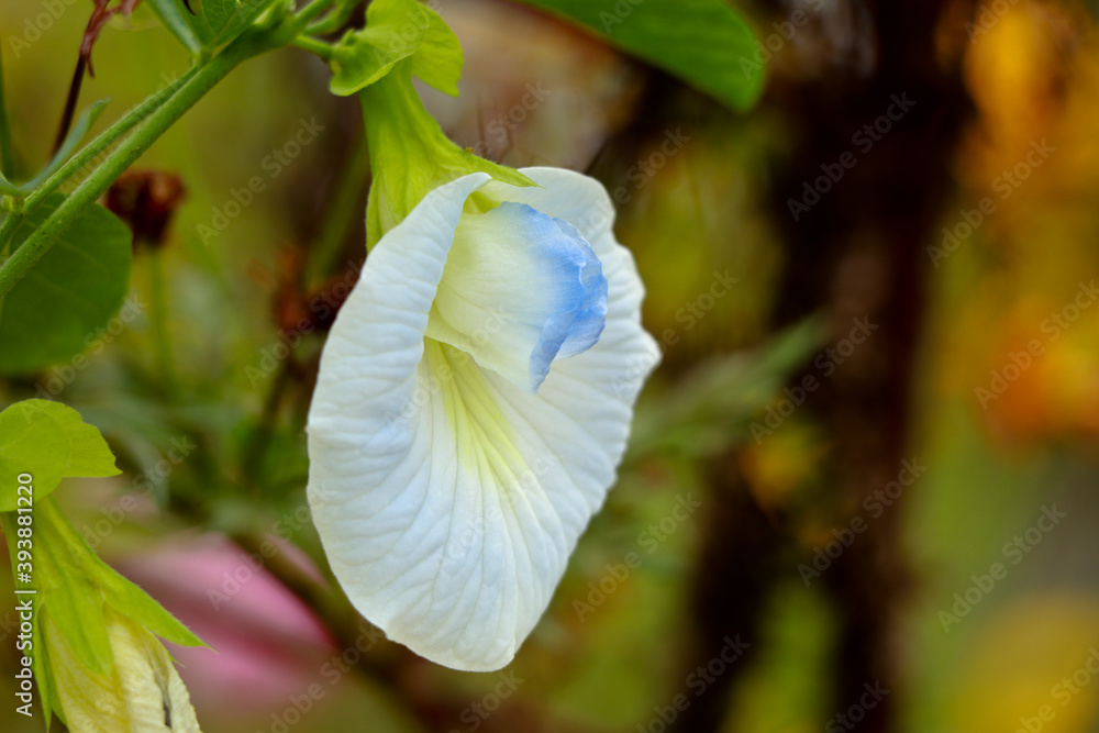 Obraz premium White color Asian pigeonwings or Clitoria ternatea flower, herbal plant