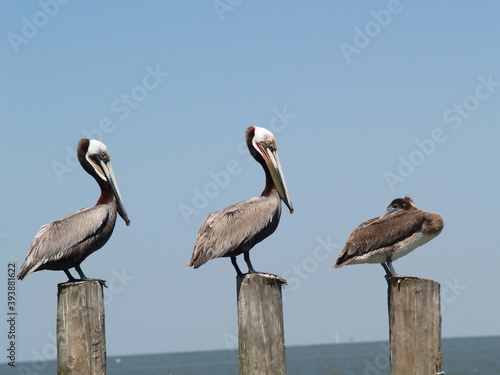Resting Pelicans