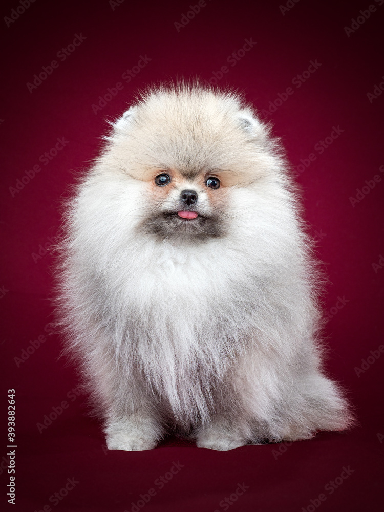 Pomeranian spitz Dog on Isolated red Background in studio Pomeranian spitz Dog on Isolated red Background in studio