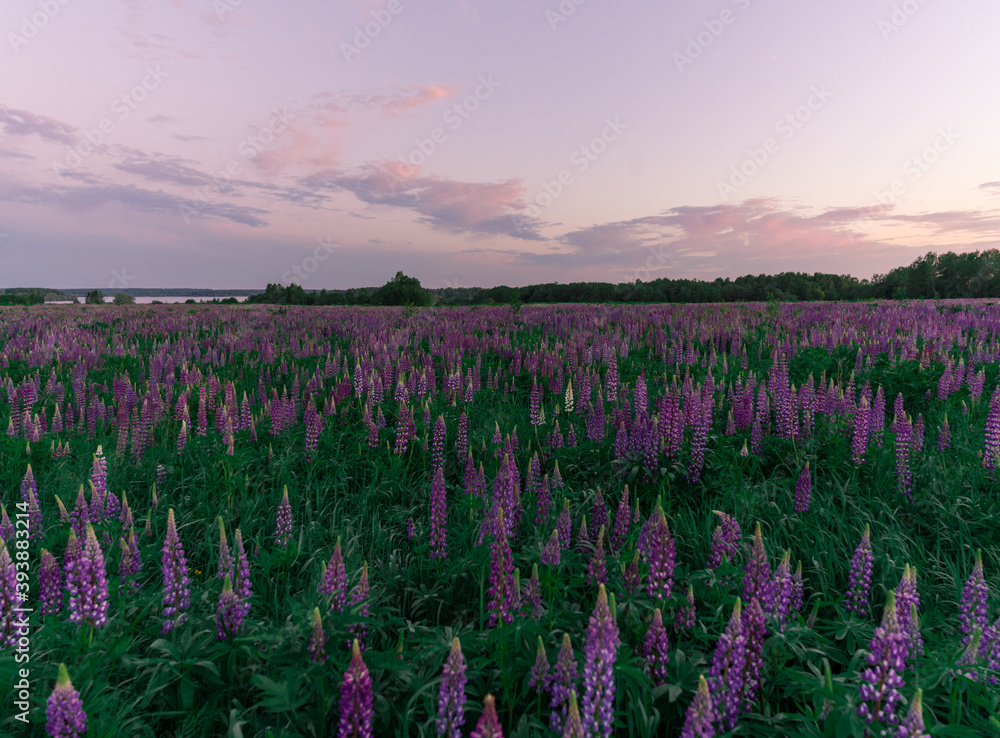 Summer field of lupin flowers at sunrise. Summer warm moody background. Purple, pink and green, setting sun, tranquility, joy, meditation Summer field of lupin flowers at sunrise. Summer warm moody background. Purple, pink and green, setting sun, tranquility, joy, meditation