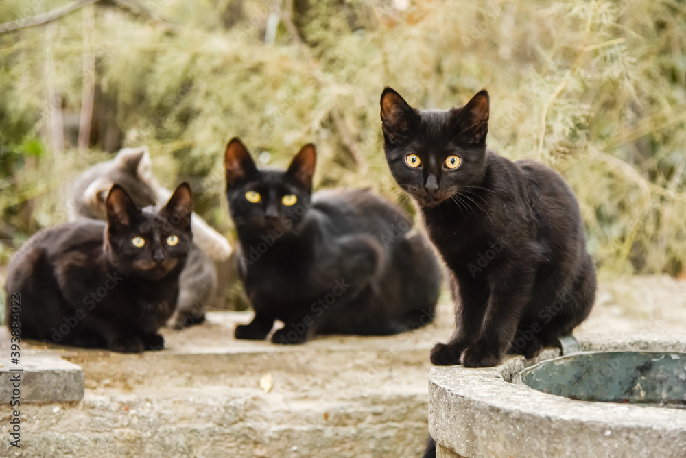Beautiful black kittens and one gray are playing in the street Beautiful black kittens and one gray are playing in the street