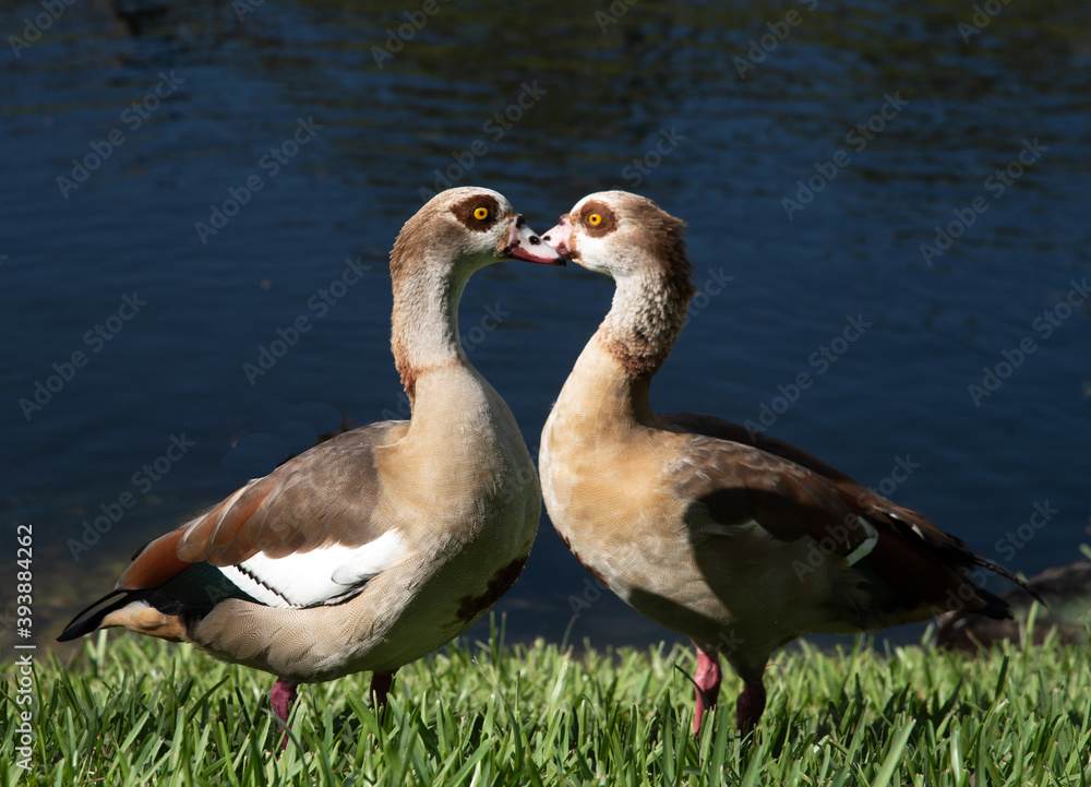Two Egyptian geese who mate for life are forming a heart as they face each other on green grass against dark water. Two Egyptian geese who mate for life are forming a heart as they face each other on green grass against dark water.
