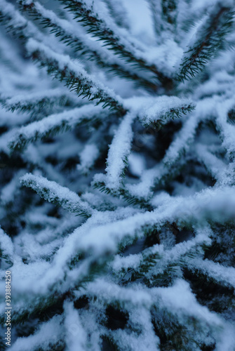 snow covered branches