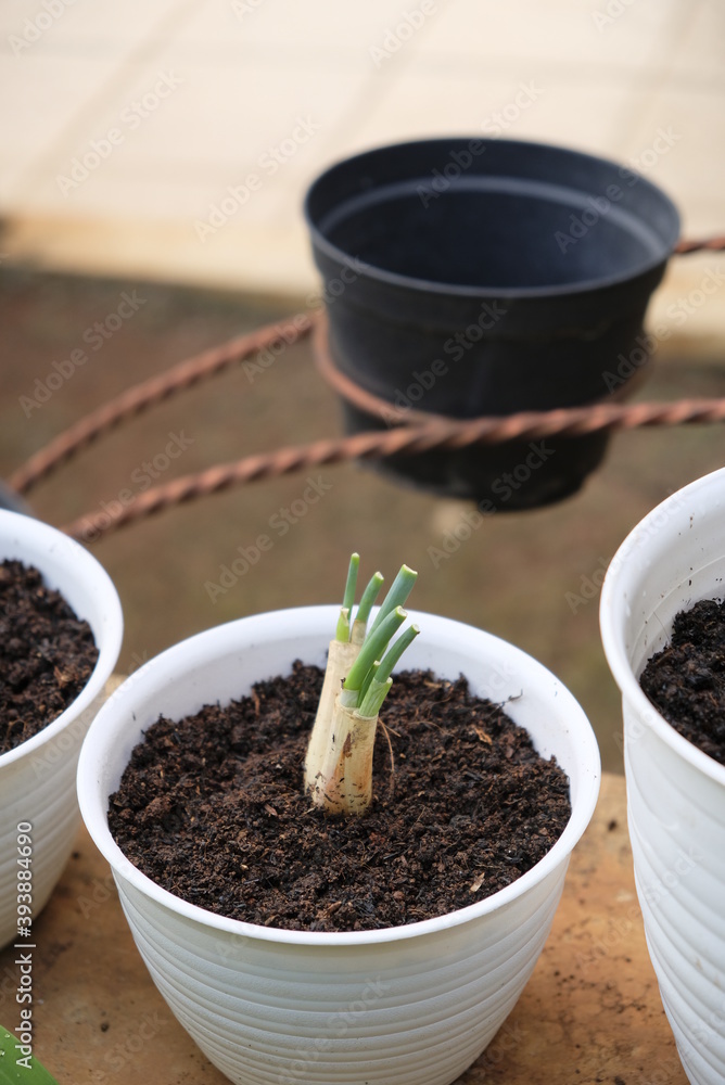 Regrowing green onions/ scallions in a pot. Regrowing green onions/ scallions in a pot.