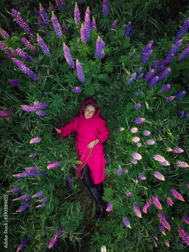 Beautiful woman in pink  lying in spring or summer meadow. Young blond girl enjoying lying on her back on green grass with field of lupin flowers relaxing. Top down aerial drone view 