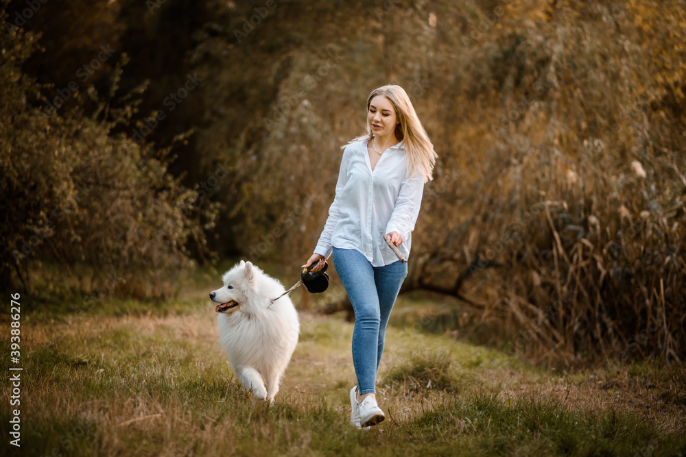 beautiful woman in white shirt is walking outdoors in the park with her white dog samoyed. beautiful woman in white shirt is walking outdoors in the park with her white dog samoyed.