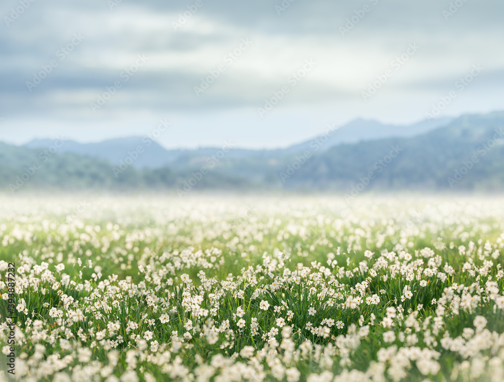 meadow with flowers daffodils meadow with flowers daffodils