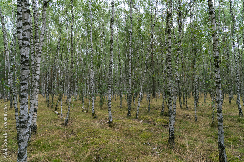 Obraz premium Birch forest