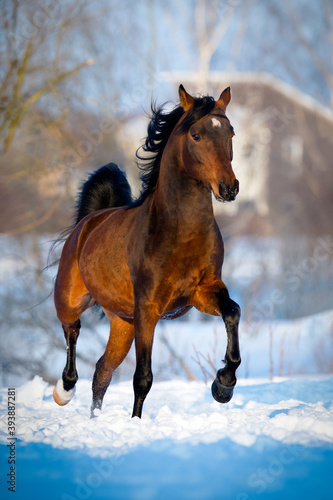 Arabian stallion running on the snow in wintertime. Beautiful bay stallion trotting in the field outdoor