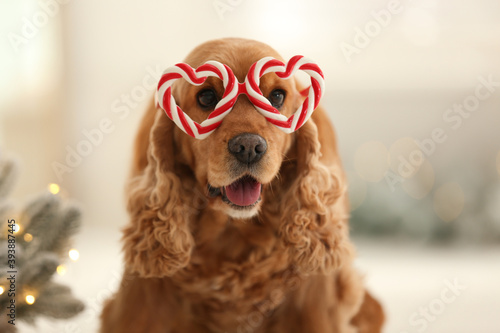 Adorable Cocker Spaniel dog in party glasses on blurred background, closeup