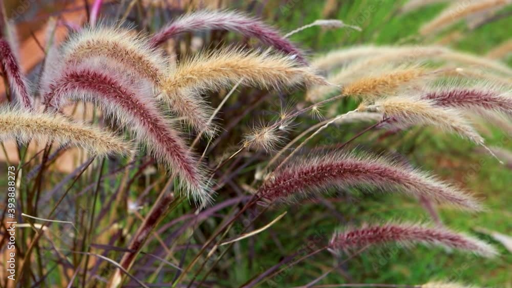 Beautiful grass flower (Poaceae) with the wind blowing. Naturally beautiful flowers in the garden.
Selected focus on grass flower with blur background. Beautiful grass flower (Poaceae) with the wind blowing. Naturally beautiful flowers in the garden.
Selected focus on grass flower with blur background.