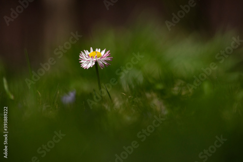 lonely daisy in green grass