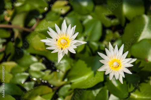 Thailand  Petchaburi  Seerose  Lotos