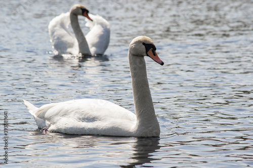 two white swans in a lake