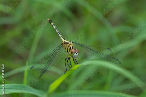 Dragonfly on green grass in the garden.