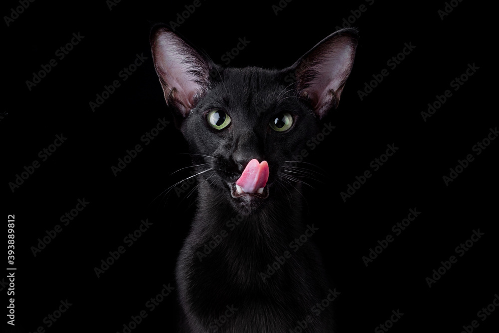 Portrait in center picture black oriental cat isolated over black background. the cat licks its lips and pulls its paw