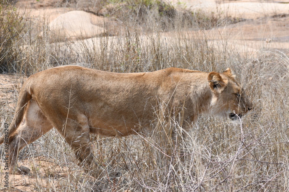 Naklejka premium lioness
