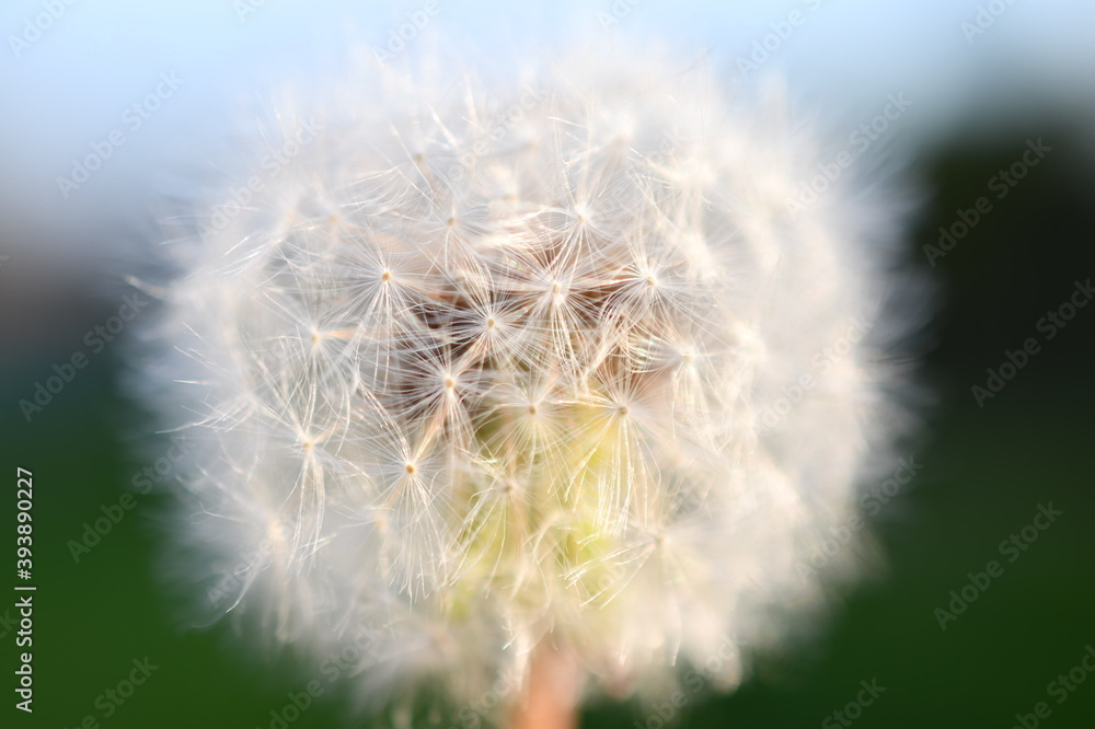Fototapeta premium dandelion head