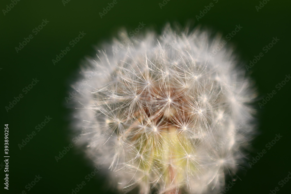 Fototapeta premium dandelion head