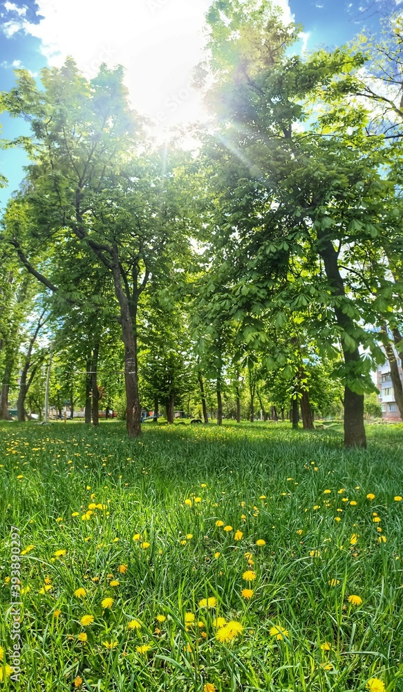 Obraz premium spring in the park