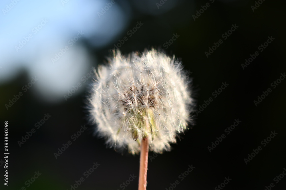 Obraz premium dandelion