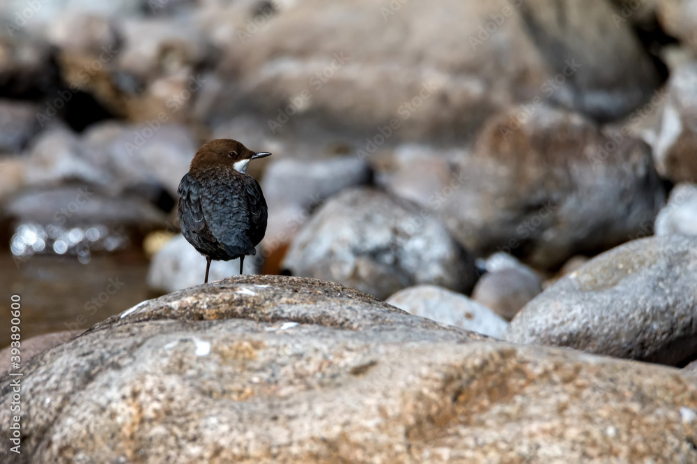 Close up of white-throated dipper or Cinclus cinclus