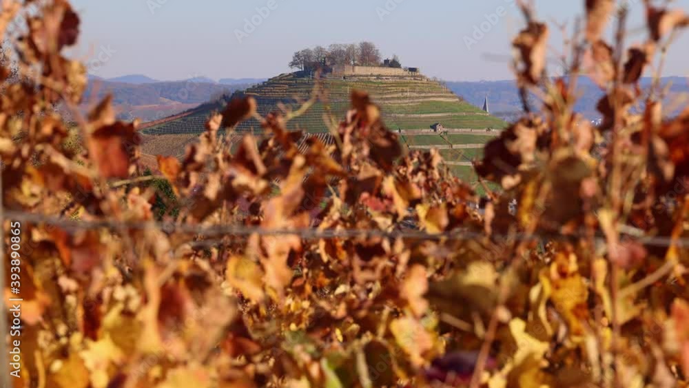 Vineyards in Autumn, View from the Wartberg, Heilbronn, Baden-Württemberg, Germany, Europe Vineyards in Autumn, View from the Wartberg, Heilbronn, Baden-Württemberg, Germany, Europe