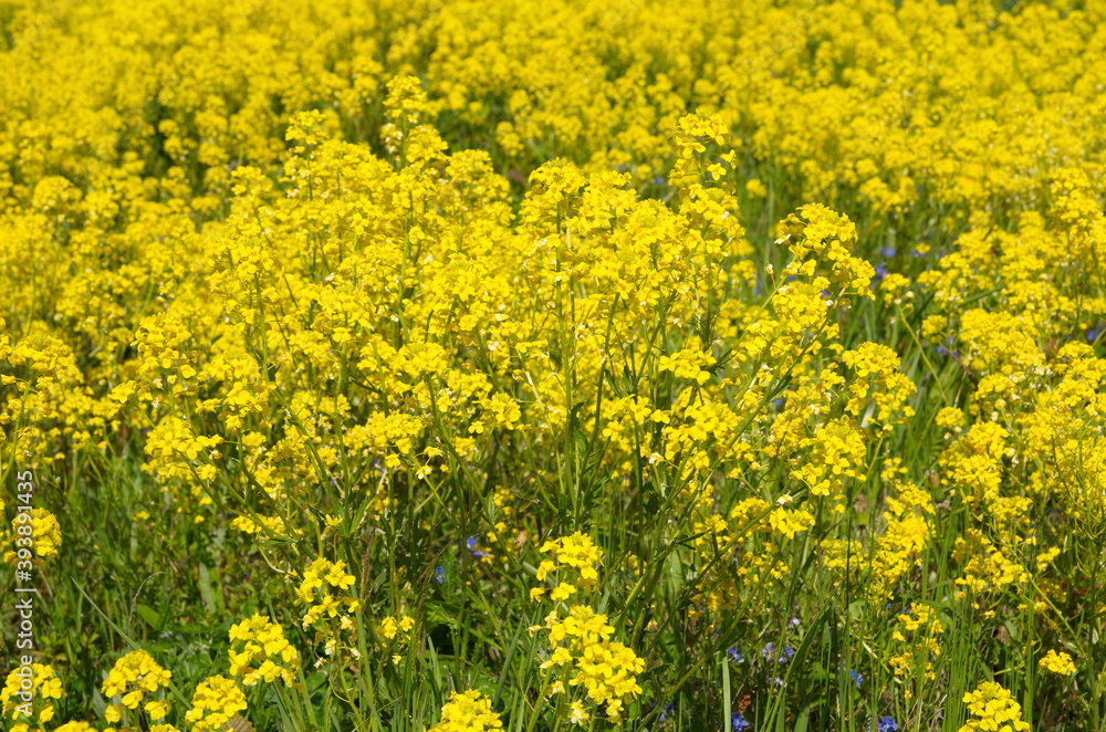 Flowering rapeseed (Lat. Brassica napus) in the field close-up Flowering rapeseed (Lat. Brassica napus) in the field close-up