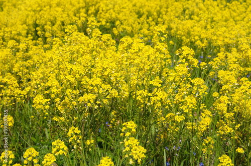 Flowering rapeseed (Lat. Brassica napus) in the field close-up © koromelena